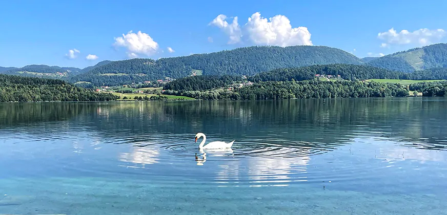 Zwaan in Meer Velenje
